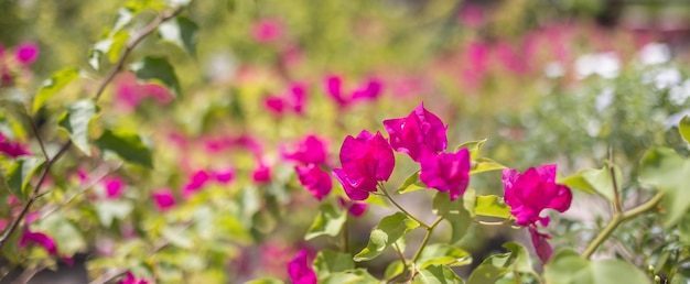 Multicolor bougainvillea blooming in exotic tropical garden for floral background. Natural sunlight