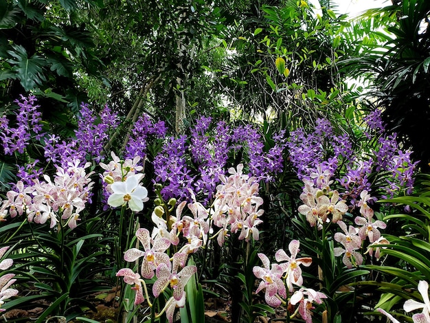 Multicolor orchid in the garden