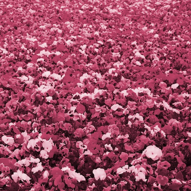 Multicolor pansy flowers or pansies close up as background or card Image toned in Viva Magenta color of the 2023 year