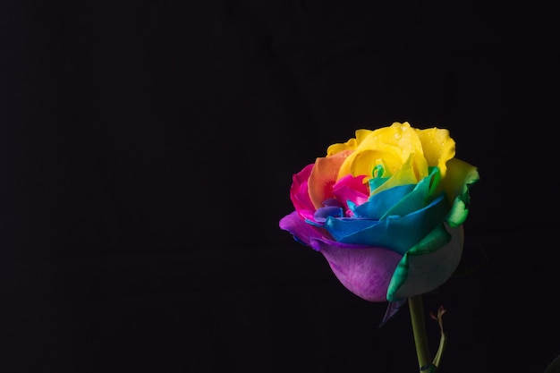 Multicolor rose Amazing rainbow rose flower on black background