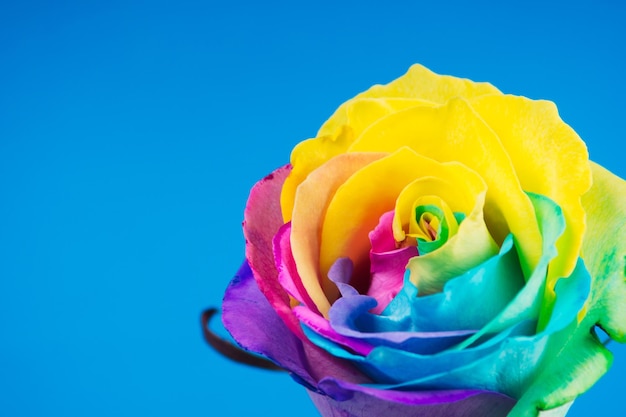 Multicolor rose Amazing rainbow rose flower on blue background