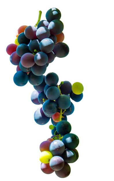 Multicolor wine grape Copy space Soft focus background