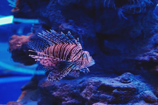 Multicolored aquarium fish, algae and corals in the dark blue water in the oceanic center.