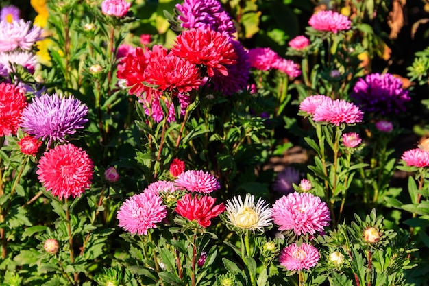 Multicolored asters on flower bed in the garden