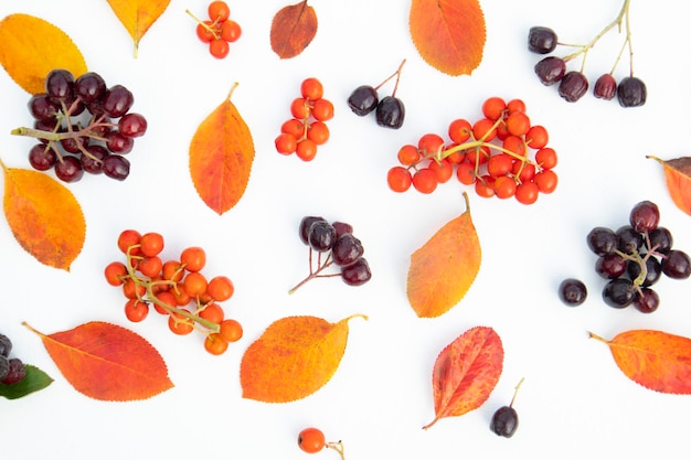 Multicolored autumn leaves and berries of black and red rowan berries on a white background Poster banner advertisement