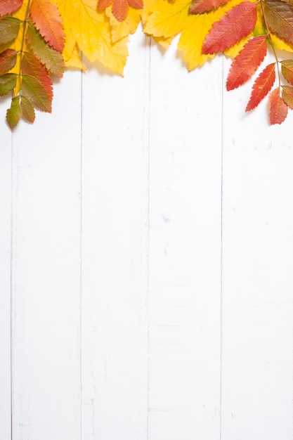 Multicolored autumn leaves on a wooden background Copy space