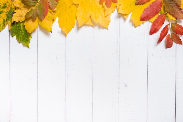 Multicolored autumn leaves on a wooden background Copy space