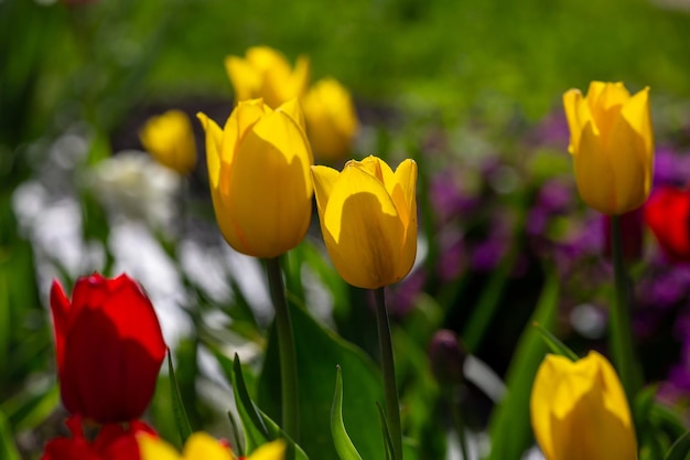 Multicolored blooming tulips flowers on a sunny day in the spring