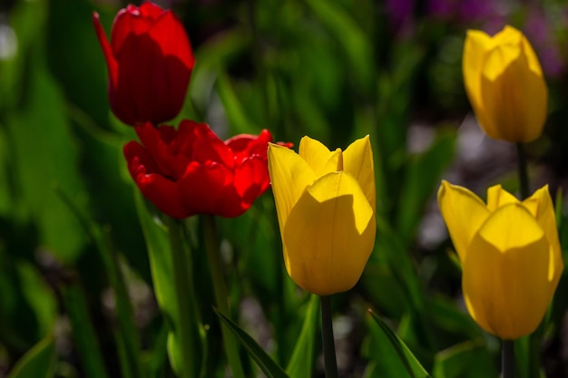 Multicolored blooming tulips flowers on a sunny day in the spring