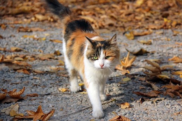 Multicolored cat painted in autumn colors