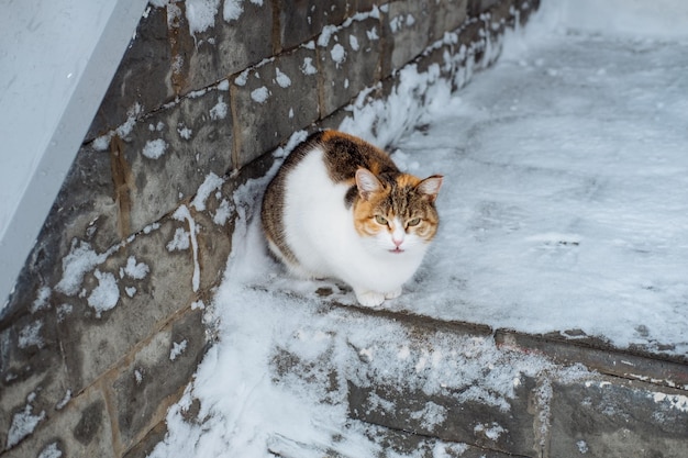 Multicolored cat sits on the snow Abandoned cats in winter