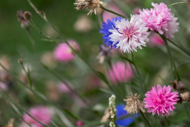 Multicolored cornflowers in the field The beauty of the wild