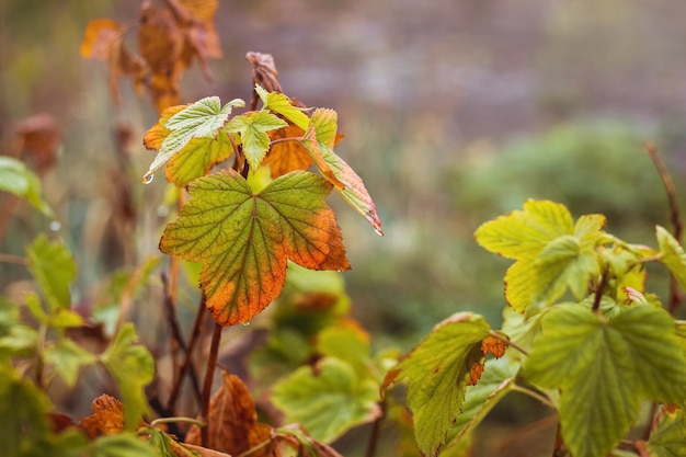 Multicolored currant leaves on the branches of the bush in the autumn garden