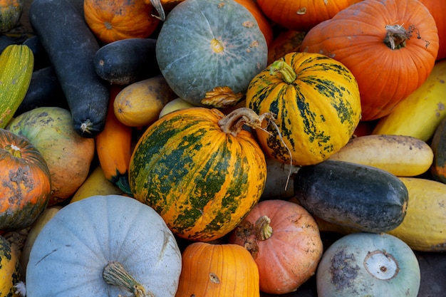 Multicolored different vegetables in the box, thanksgiving harvest: pumpkins, gourds