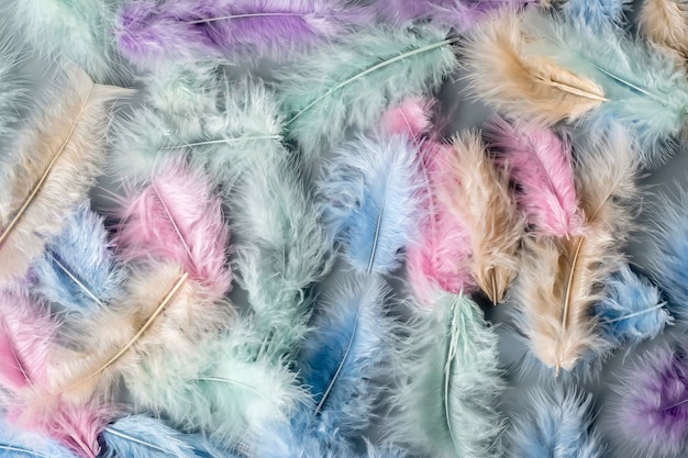 Multicolored feathers are laid out chaotic