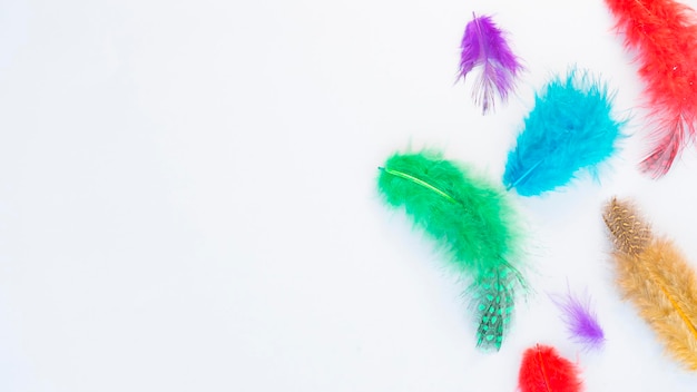 Multicolored feathers on a gray background