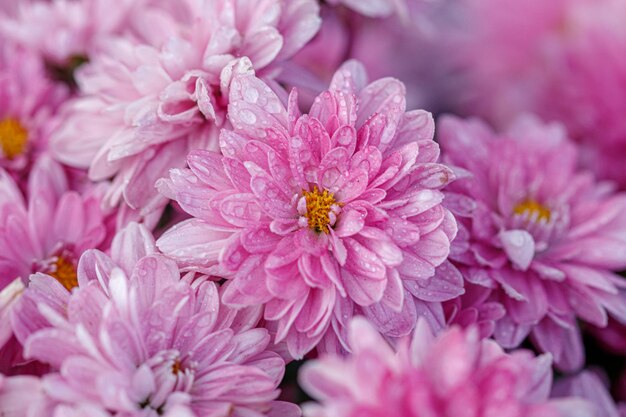 Multicolored flower beds of beautiful chrysanthemums