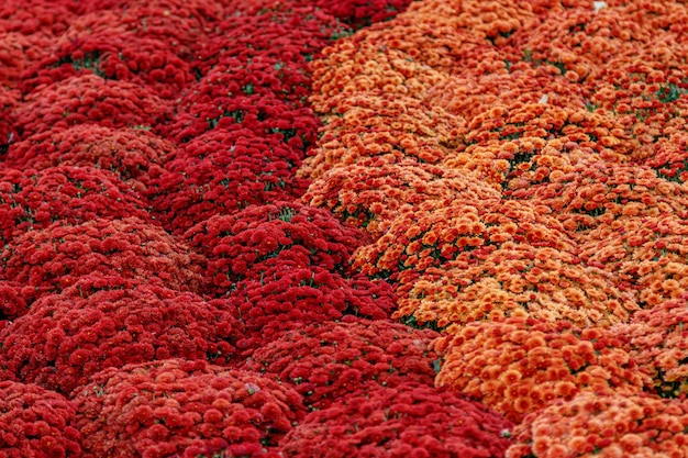 Multicolored flower beds of beautiful chrysanthemums