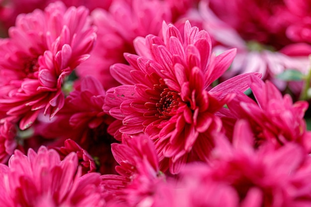 Multicolored flower beds of beautiful chrysanthemums