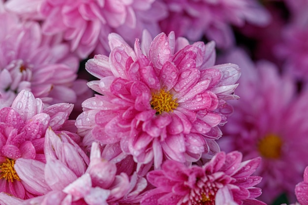 Multicolored flower beds of beautiful chrysanthemums