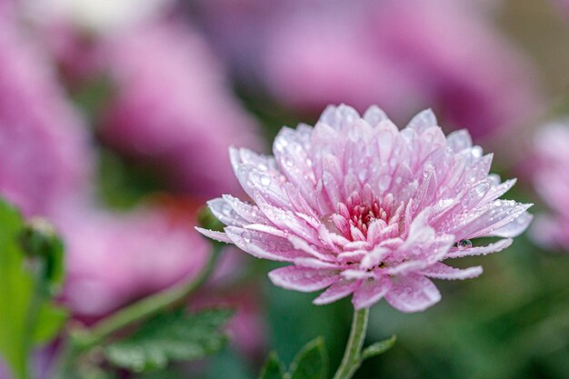 Multicolored flower beds of beautiful chrysanthemums