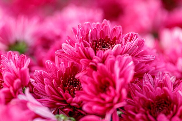 Multicolored flower beds of beautiful chrysanthemums