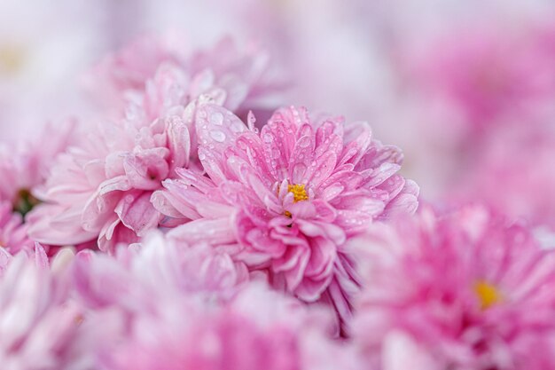 Multicolored flower beds of beautiful chrysanthemums