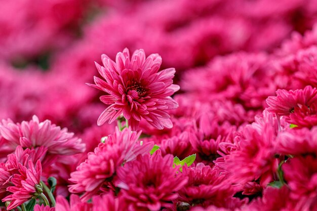 Multicolored flower beds of beautiful chrysanthemums