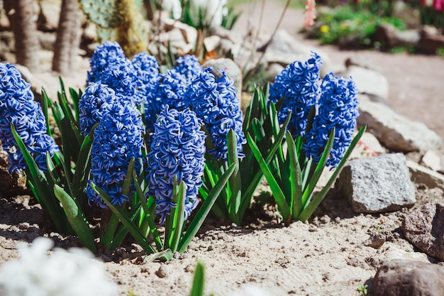 Multicolored flowers hyacinths in bloom in spring garden with sunny rays traditional easter flowers easter spring background selective focus Flowering pink hyacinths in sunny day in nature