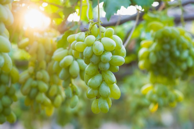 Multicolored grapes on the vineyard