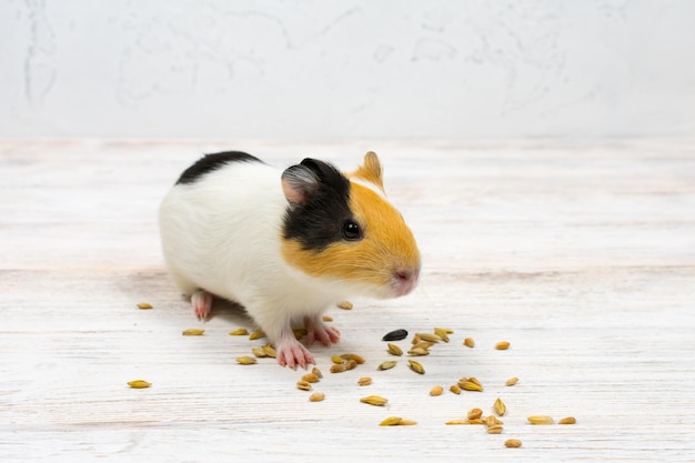 Multicolored guinea pig on a white background eats grains of wheat