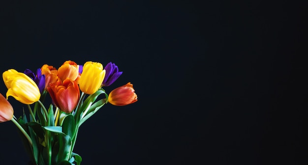 Multicolored holiday flowers tulips