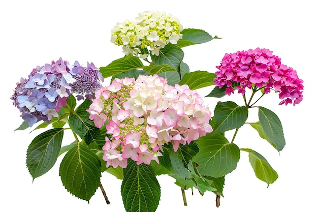 Multicolored Hydrangea Flowers with Green Leaves