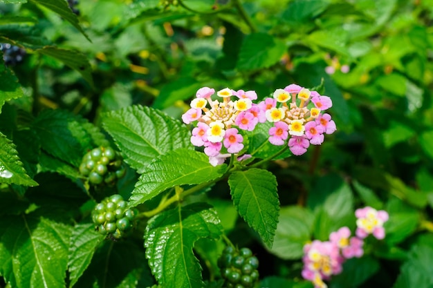 Multicolored lantana flowers and berries on a branch of a bush closeup