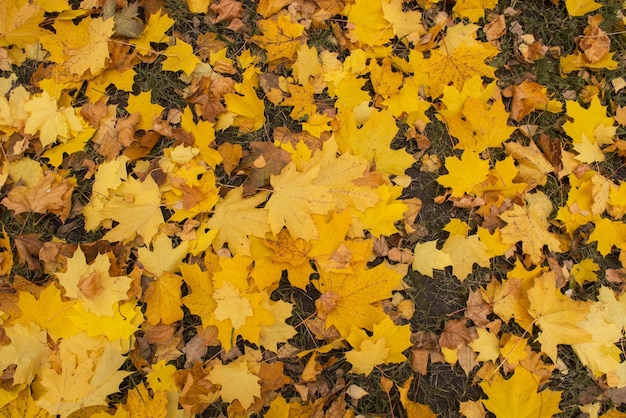 Multicolored maple leaves in sunny morning light Fallen autumn leaves on grass Autumn leaves background