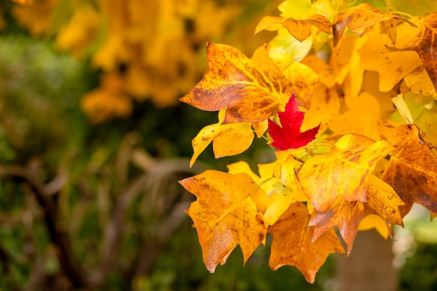 Multicolored maple leaves on tree branches close up