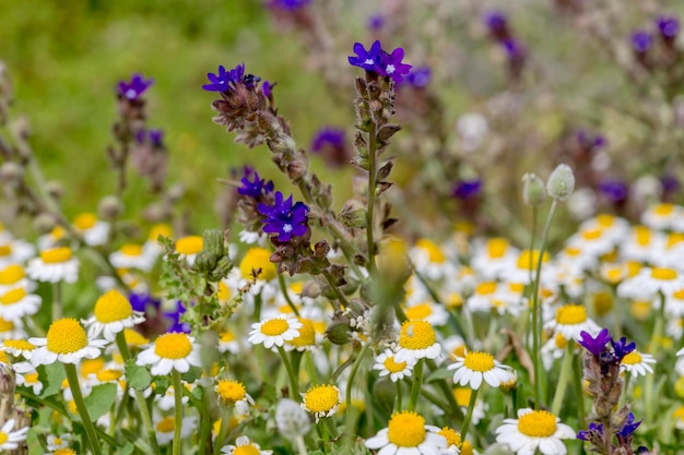 Multicolored mountain meadow on a sunny summer day