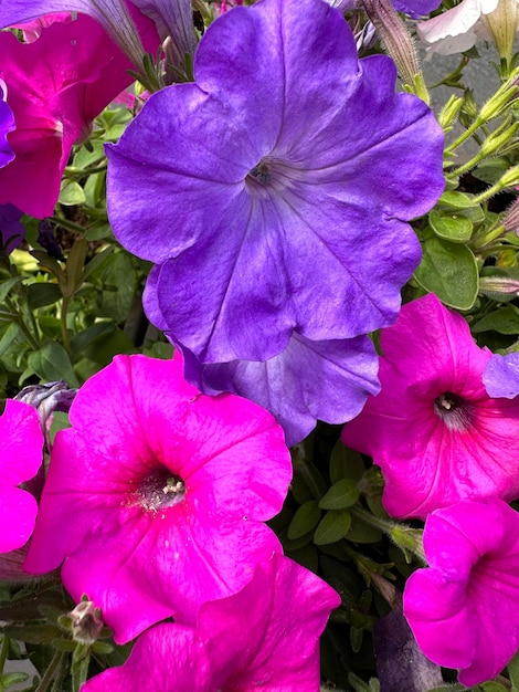 Photo multicolored petunia flowers closeup