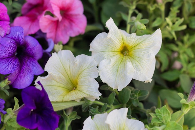 Multicolored Petunia flowers ready to be planted in the garden