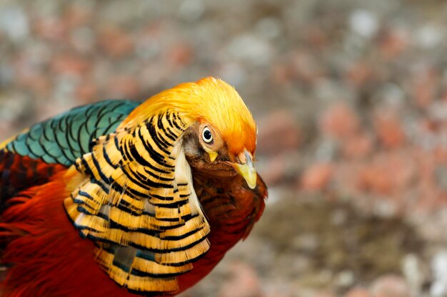 Multicolored pheasant portrait