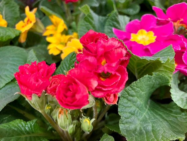 Multicolored primroses primula vulgari close up