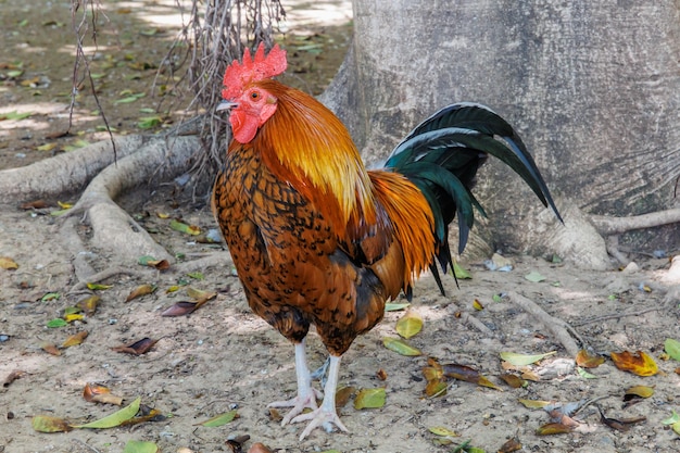 A multicolored rooster stands by a tree