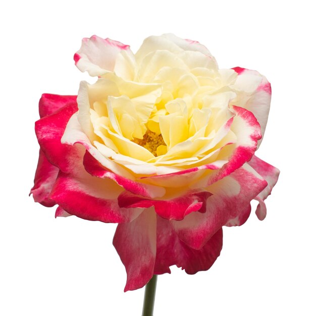 Multicolored rose flower isolated on white background Wedding card bride Greeting Summer Spring Flat lay top view Love Valentine's Day