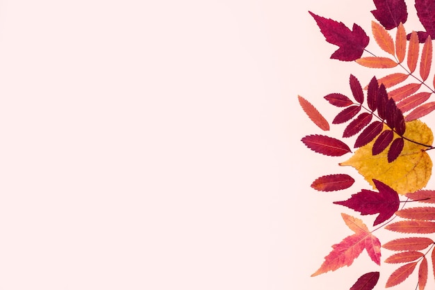 Multicolored set autumn leaves on pink pastel background. Hello Autumn concept.