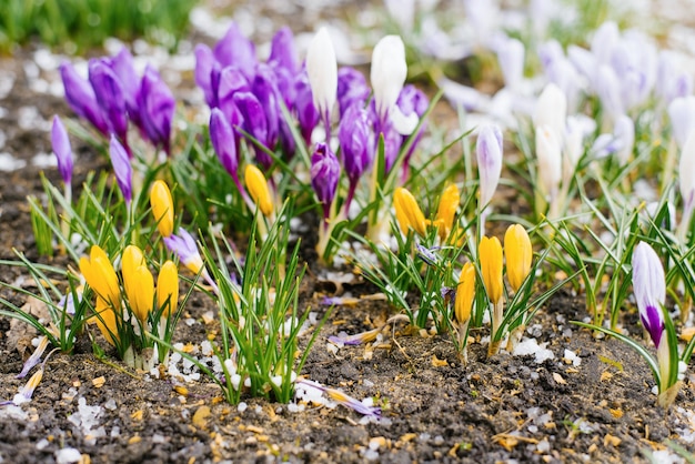 Multicolored spring flowers crocuses under the snow in the garden