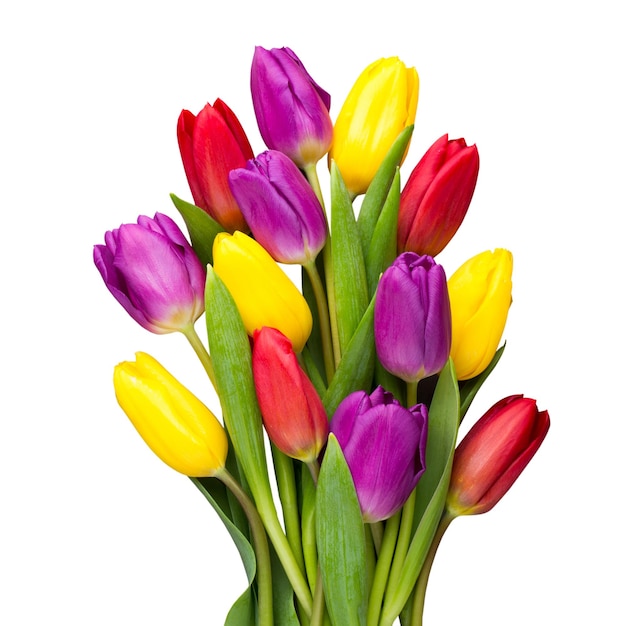 Multicolored spring flowers tulip on a gray background