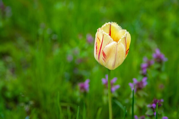 Photo multicolored tulip yellowred tulip on a blurred background of wild flowers and green grass