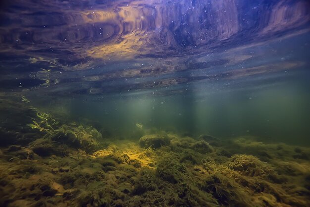 Photo multicolored underwater landscape in the river, algae clear water, plants under water