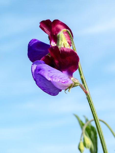 Multicoloured Sweet Pea Flower