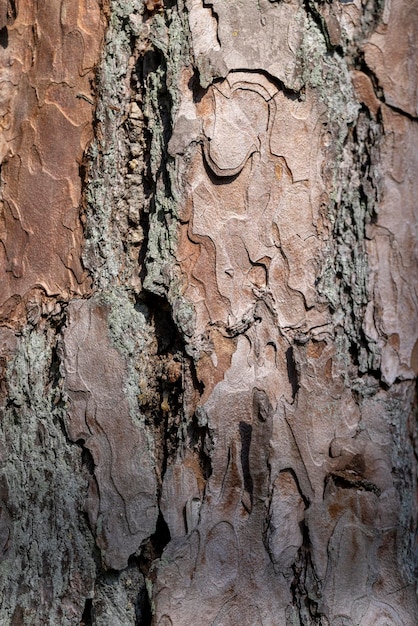 multilayer bark of an old pine closeup details of the trunk of an old pine with bark of brown shades